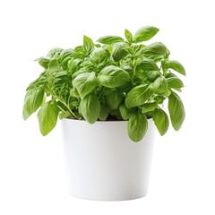 Naklejka premium A lush basil plant in a white pot, ideal for culinary use and home gardening.