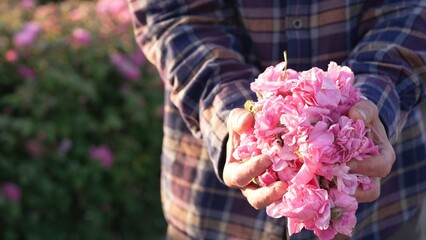 A farmer harvests roses in the Rose Valley. The rose harvesting by hand and starts at sunrise