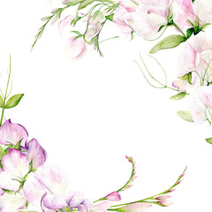 Fragrant Pea. Frame of Watercolor Flowers of Sweet Peas and Butterflies on a white background. The illustration is hand drawn on a white background. Suitable for card designs, textiles 