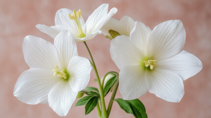 Obraz premium Delicate white flowers in full bloom against a soft pink background. The crisp petals and gentle lighting emphasize the natural beauty and purity of the blossoms.