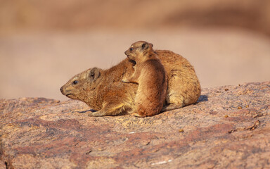 Rock Hyrax (Procavia capensis) mother with young, Augrabies falls national park, South-Africa