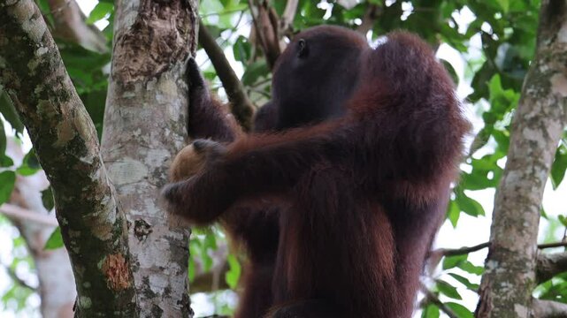 orango monkey in semenggoh natural reserve, malaysia