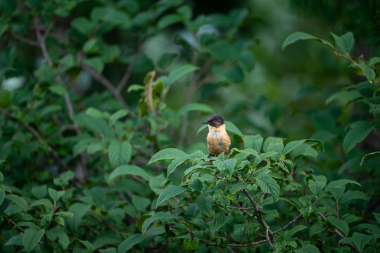 Rufous sibia (Heterophasia capistrata) Beautiful Bird on Perch 