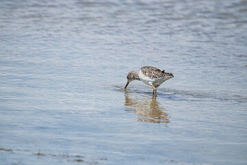 bird, seagull, nature, water, sea, animal, gull, wildlife, beach, ocean, birds, sandpiper, shorebird, shore, wild, beak, sand, lake, feather, wader, plover, white, coast, tringa,  Wood Sandpiper,
