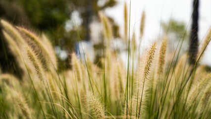 Fototapeta premium Green bristlegrass