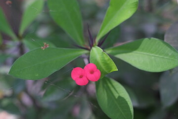 orquideas,flores verde 