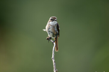 Grey bush Chat 