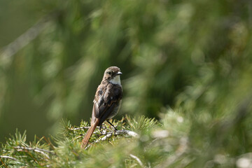 Grey bush Chat 
