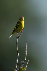 Yellow Breasted Green Finch 