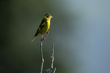 Yellow Breasted Green Finch 