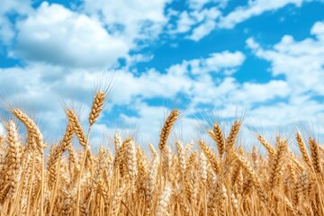 Fototapeta premium Golden Wheat Field Under a Blue Sky