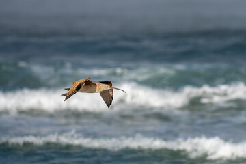 A flying curlew on the beach at Morro Bay, California.