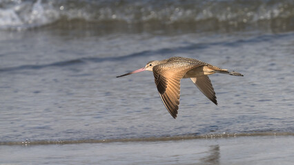 A marbled godwit flying along the beach at Morro Bay, California.