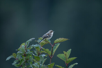 Grey bush Chat 