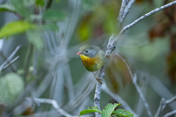 Red-billed leiothrix