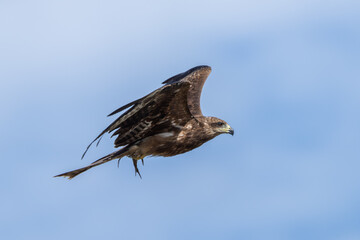 Black Kite in flight. The Black kite (Milvus migrans) is a medium-sized bird of prey in the family Accipitridae.