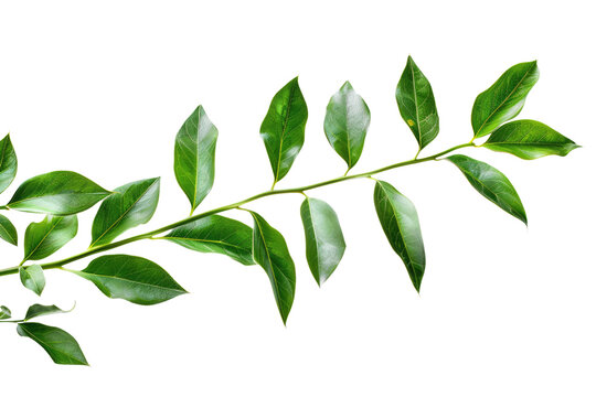 Green twig of ruscus plant isolated on white or transparent png