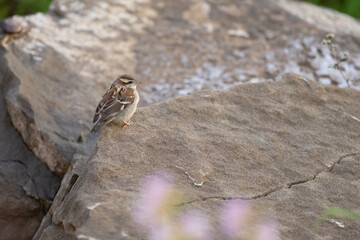Russet Sparrow on Rock 