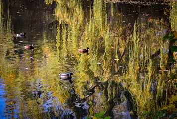 Autumn lake with swimming ducks and colorful reflection of autumn trees.