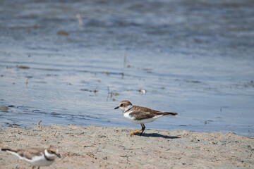 bird, seagull, sea, beach, nature, water, animal, ocean, gull, wildlife, sand, birds, shore, coast, shorebird, plover, lake, white, beak, sandpiper, feathers