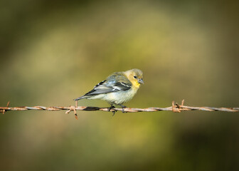 An American goldfinch perched on barbwire.