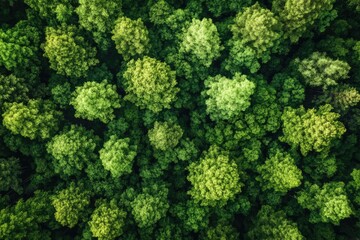 Naklejka premium Aerial View of Lush Forest Canopy - Nature Photography