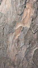 Close-Up of Weathered Tree Bark with Natural Textures and Organic Patterns