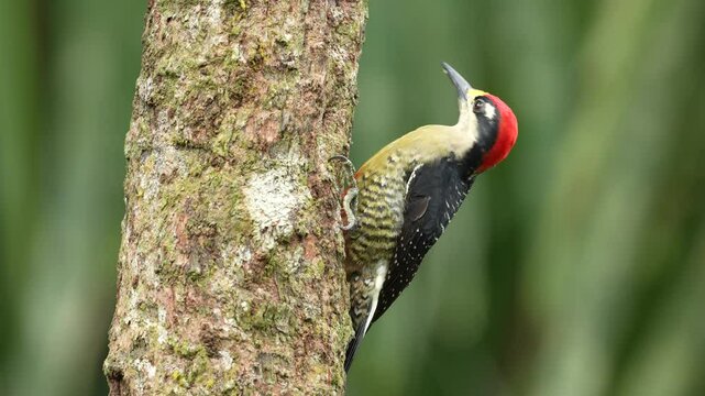 Woodpecker from Costa Rica, Black-cheeked Woodpecker, Melanerpes pucherani, sitting on the tree trunk with nesting hole, bird in the nature habitat, Costa Rica. Birdwatching in South America.