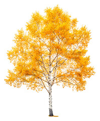 Fototapeta premium Bright yellow birch tree showcasing autumn foliage isolated on transparent background