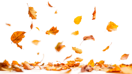 Colorful autumn leaves swirling in the wind isolated on transparent background