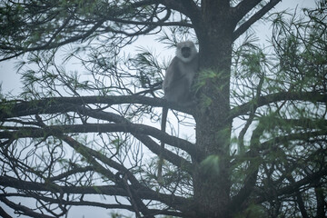 Himalayan Gray Langur (Semnopithecus schistaceus)