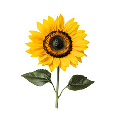 Fototapeta premium Bright sunflower with leaves isolated on transparent background