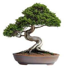 Beautiful bonsai tree with twisted trunk and lush foliage indoors isolated on transparent background