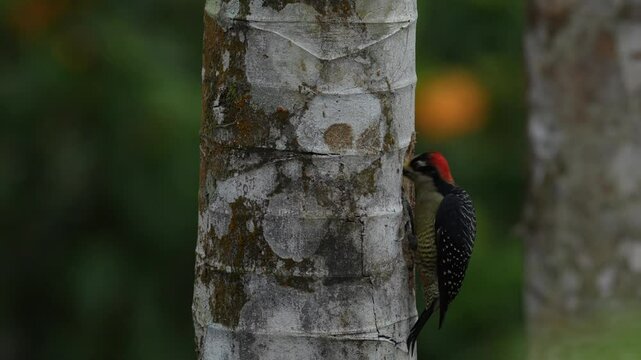 Woodpecker from Costa Rica, Black-cheeked Woodpecker, Melanerpes pucherani, sitting on the tree trunk with nesting hole, bird in the nature habitat, Costa Rica. Birdwatching in South America.
