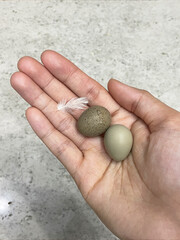 The little chickens and egg in the smart farming. The animals farming business with feeding automation supply picture with yellow light