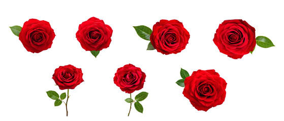 collection of red roses transparent background
