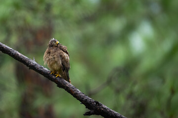 White Buzzard in Forest 