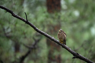 White Buzzard in Forest 