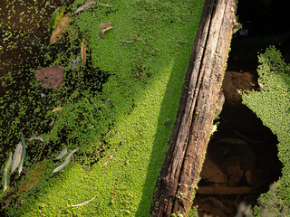 laghetto con lemna minor galleggiante