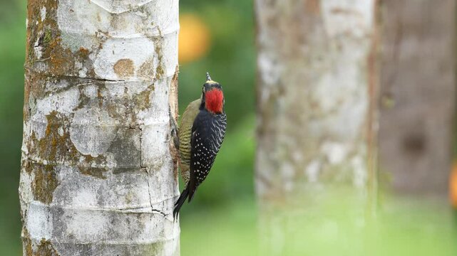 Woodpecker from Costa Rica, Black-cheeked Woodpecker, Melanerpes pucherani, sitting on the tree trunk with nesting hole, bird in the nature habitat, Costa Rica. Birdwatching in South America.