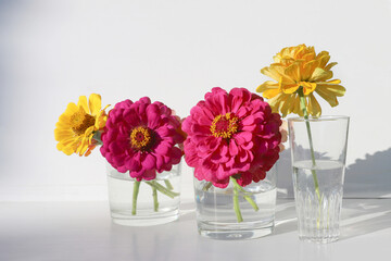 Flowers Zinnia in glass vases with shadow. Blooming beautiful yellow flowers Zinnia.