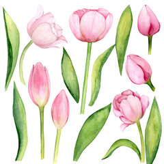 Tulip Flower. Clip Art of Watercolor Pink Tulip Flowers on a white background. The illustration is hand drawn. Suitable for card designs, textiles and scrapbooking.