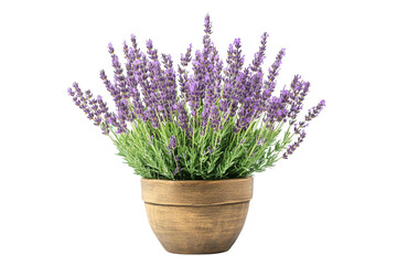 Fototapeta premium A potted lavender plant with vibrant purple flowers and green foliage.