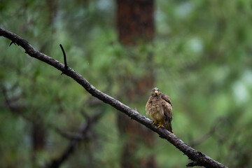 White Eye Buzzard in Forest in rain 