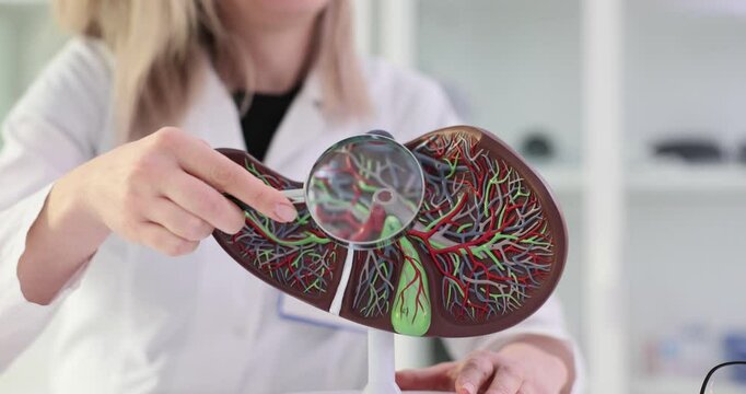 Anatomical liver with gall bladder and pancreas and magnifying glass in hands of a doctor