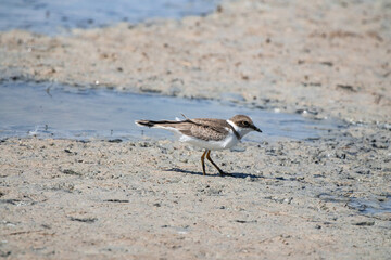 bird, seagull, sea, beach, nature, water, animal, ocean, gull, wildlife, sand, birds, shore, coast,...