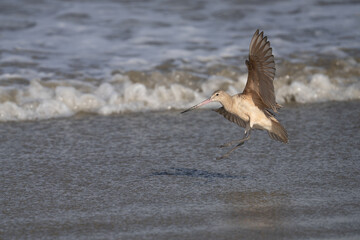 A marbled godwit lands on a beach near Morro Bay, California.