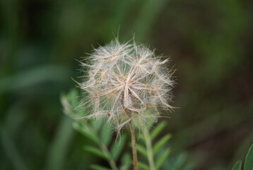 Close up of a dandelion