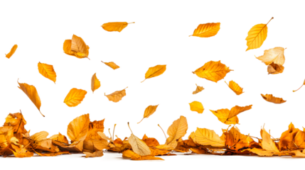 Golden autumn leaves swirling gracefully in a gentle breeze isolated on transparent background