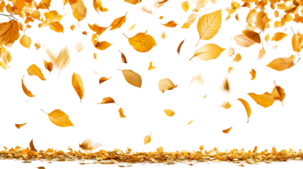 Colorful autumn leaves falling gracefully in a serene environment isolated on transparent background